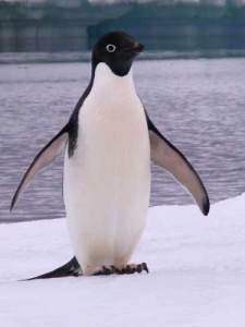 SEO - Google Penguin
