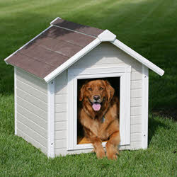 Evergreen Content - Building A Doghouse