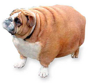 Chubby-Dog-1