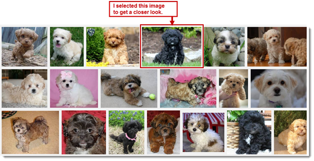 Image Search Refinement - Black Shihpoo Puppies