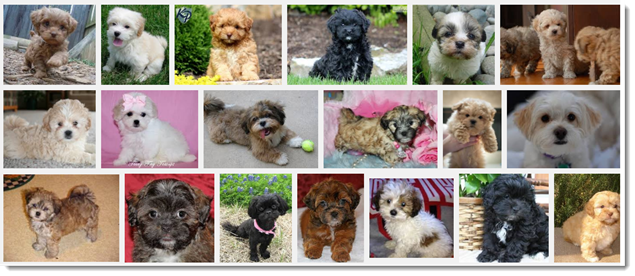 Image Search Results for Shihpoo Puppies