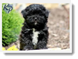 Image Search Black Puppy 2