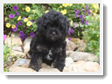 Image Search Black Puppy 3