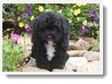 Image Search Black Puppy 4