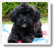 Image Search Black Puppy 5