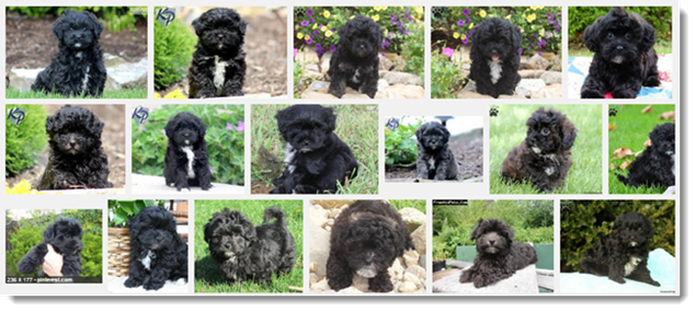 Google Image Search - Refined for Black Puppy Search 