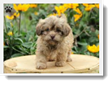 Image Search Brown Puppy 1
