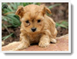 Image Search Brown Puppy 2