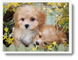 Image Search Brown Puppy 4