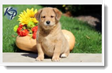 Image Search Brown Puppy 5